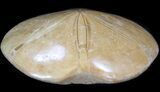 Polished Fossil Sand Dollar (Mepygurus) - Jurassic #41425-1